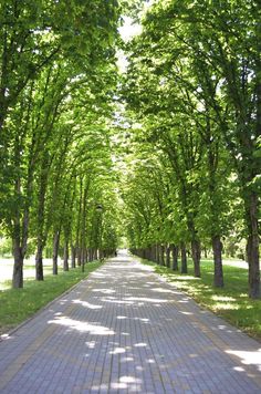 the walkway is lined with trees on both sides and brick paversed path between them