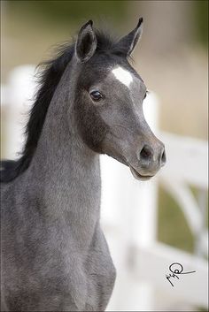 a gray horse standing next to a white fence