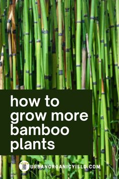 the words how to grow more bamboo plants are shown