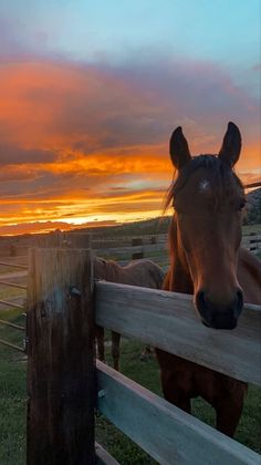 a horse looking over a fence at the sunset