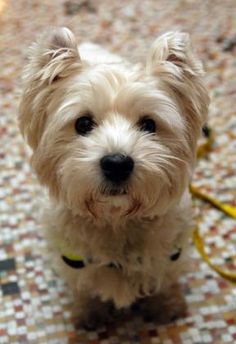 a small white dog sitting on top of a tiled floor next to a yellow leash