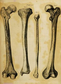 three different types of bones are shown in this old book