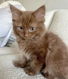 ᰔ | aes : Alice Fortescue (Longbottom) - marauders Alice Fortescue, Brown Kitty, Brown Cats, Söt Katt, Gorgeous Cats, Cute Cats Photos, Brown Cat, Pretty Animals