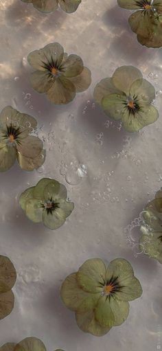 water with flowers floating in it and bubbles