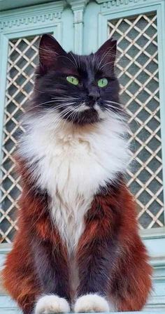 a black and white cat with green eyes sitting in front of a blue window sill