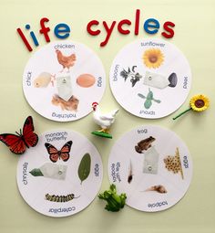 three paper plates with pictures of different animals and plants on them that say life cycles