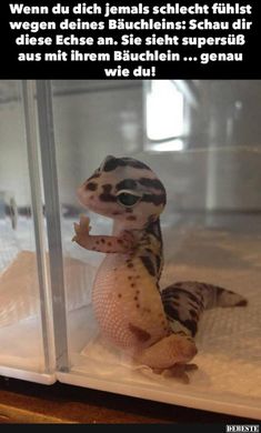 a small gecko sitting on top of a glass case