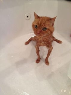 an orange cat sitting in a bathtub with it's front paws on the edge