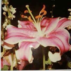 a pink flower with white flowers in the background