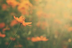 a yellow flower in the middle of a field