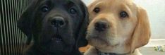 two black and brown dogs sitting next to each other