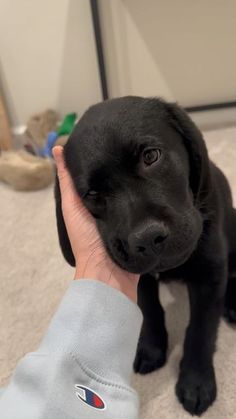 a black puppy is being petted by someone's hand