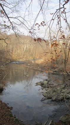 a small stream running through a forest filled with lots of leaf covered trees and rocks