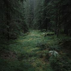 a forest filled with lots of tall trees and green grass next to a lush green field