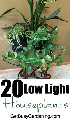 a houseplant plant with the words 20 low light houseplants