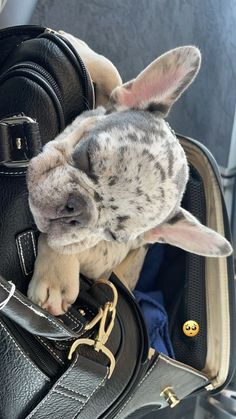 a dog is sitting in a suitcase with its head sticking out from it's mouth