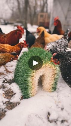 a group of chickens standing around in the snow with their heads turned to look like they are eating grass