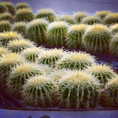 many green and yellow cactus plants in a planter