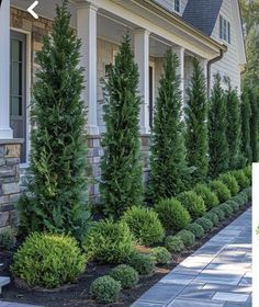 a row of trees next to a house