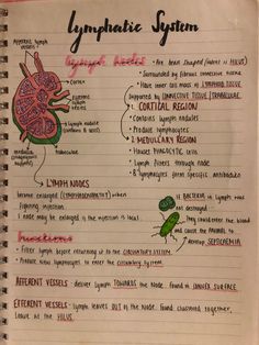 Anatomy And Physiology Notes Study, Nursing School Studying Cheat Sheets, Anatomy Notes, Lymph Node, Learn Biology, Medical Notes