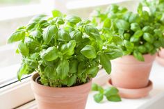 three potted plants sitting on a window sill