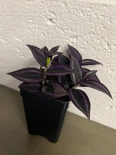 a small potted plant sitting on top of a wooden table next to a white wall