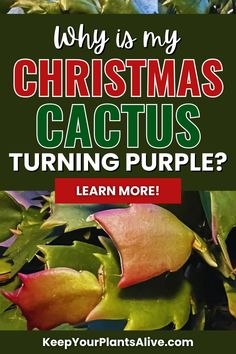 a christmas card with the words, why is my christmas cactus turning purple? learn more