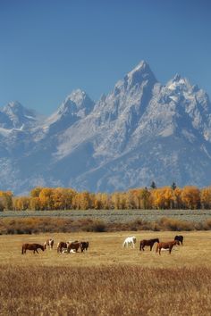 horses graze in an open field with the mountains in the backgrouund