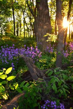 the sun shines through the trees and flowers