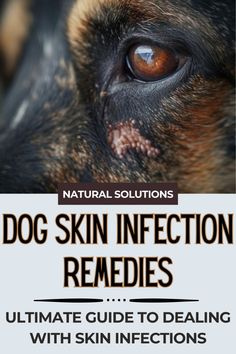 Explore remedies and treatment options for dog skin infections caused by bacteria or yeast. Learn about symptoms, causes, and effective cures for fungal and bacterial skin issues. Discover how hydrogen peroxide and other remedies can help get rid of infections and promote healing. Ensure your furry friend's skin stays healthy and comfortable with our comprehensive guide! Acv For Dogs Skin, Home Remedies For Dogs Itchy Skin, Dog Skin Irritation Remedies, Yeast In Dogs, Fungal Rash, Dog Skin Allergies, Dog Space, Fungal Infection Skin