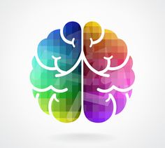 the human brain is made up of different colors