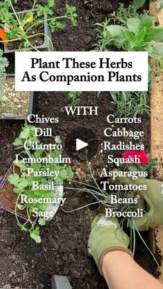 someone is planting plants in their garden with the words plant these herbs as companion plants