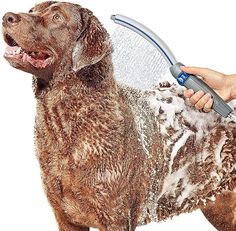 a brown dog being washed by a person with a hair dryer