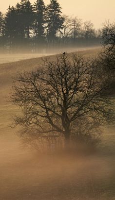 a lone tree in the middle of a foggy field