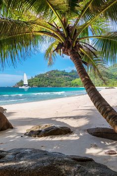 a palm tree sitting on top of a sandy beach next to the ocean with a sailboat in the distance