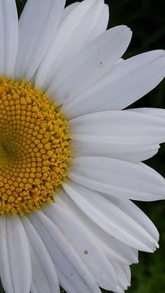 a large white flower with yellow center surrounded by greenery in the backgroud