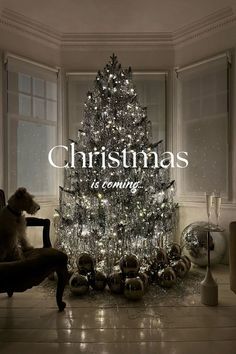 a dog sitting in front of a christmas tree with the words, christmas is coming