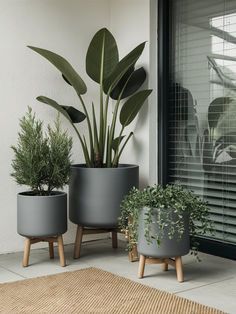 three potted plants are sitting on the porch