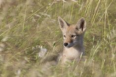 a baby fox is sitting in the tall grass