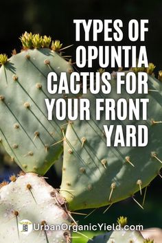 two cactus plants with the words types of opuntia cactis for your front yard