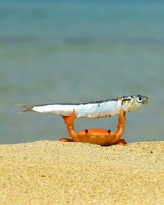 a crab with a fish on it's back in the sand