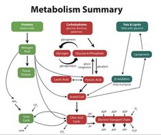 the gold standard metabolism summary is shown in this diagram, and it shows