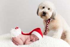 a small white dog standing next to a baby in a red and white knitted hat