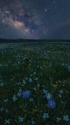 the night sky is filled with stars and daisies in a field full of flowers