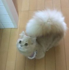 This Cat Has A Majestic Woolly Squirrel-Like Tail Japan Cat