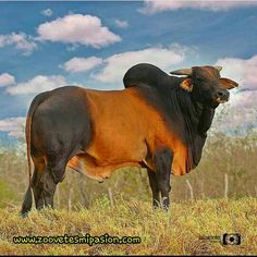 a brown and black cow standing on top of a grass covered field