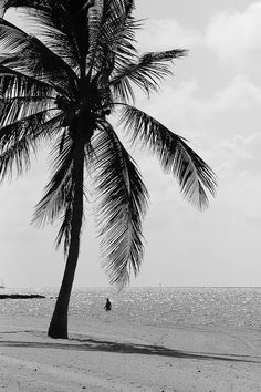 a palm tree is on the beach near the ocean