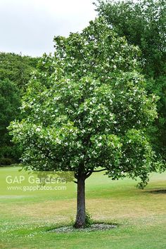 a small tree in the middle of a grassy field