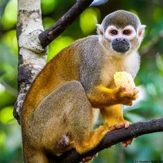 a small monkey sitting on top of a tree branch eating a piece of fruit in its mouth