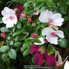 some white and red flowers are in the bushes